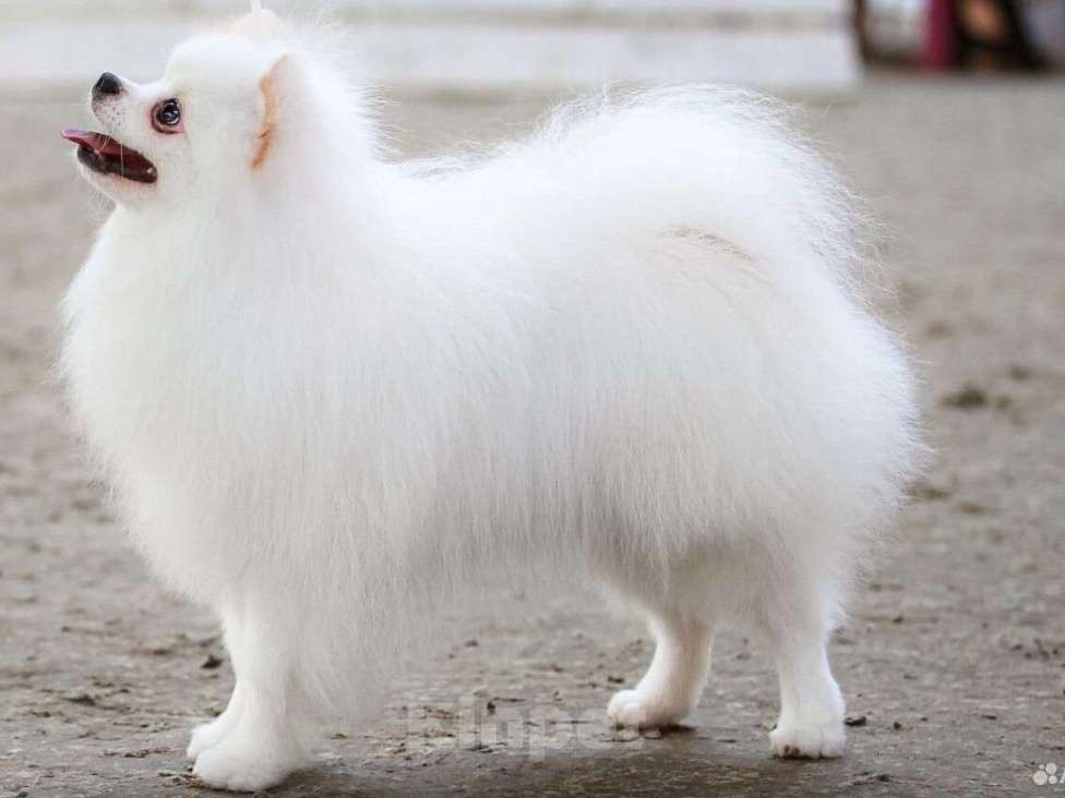 Собаки в Челябинске: Вязка Мальчик, 10 000 руб. - фото 5