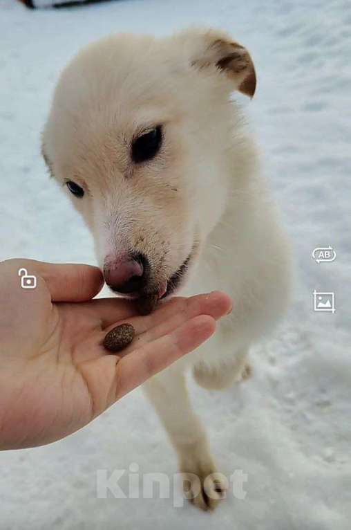 Собаки в Наро-Фоминске: Герцог якутенок команды ппбж Якутска Мальчик, Бесплатно - фото 1