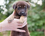 Собаки в Солнечногорске: Шоколадный щеночек в дар Мальчик, Бесплатно - фото 3