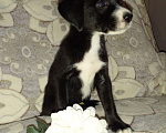 Собаки в Сочи: Щеночки в добрые руки! 🐶♥️🙌 Мальчик, 7 руб. - фото 9