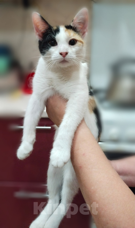Кошки в Астрахани: Отдам котят Разнополые, Бесплатно - фото 3