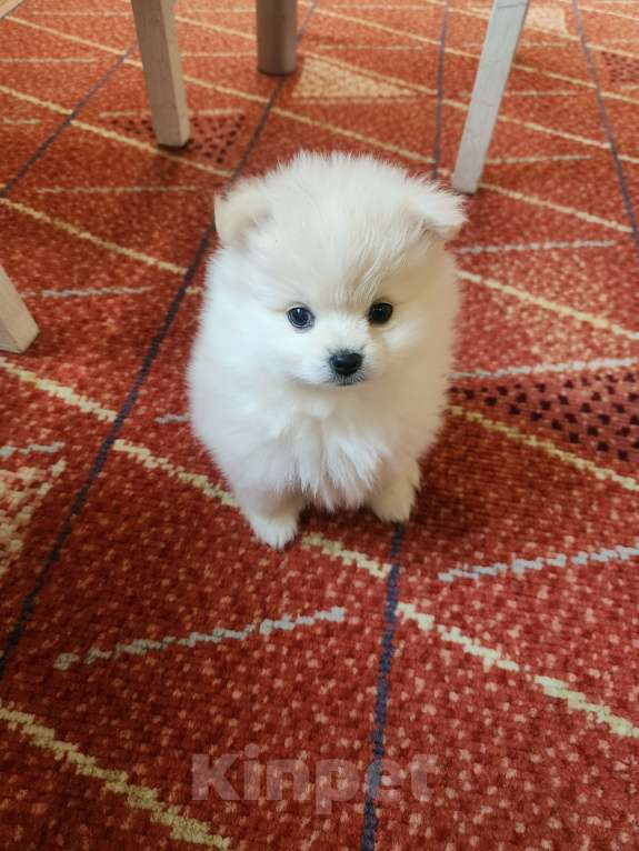 Собаки в Санкт-Петербурге: Щенок померанского шпица Девочка, 27 000 руб. - фото 3