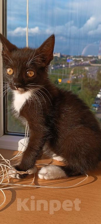 Кошки в Омске: Котенок в добрые руки Мальчик, Бесплатно - фото 2