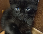 Кошки в Жуковском: Котёнок Мальчик, Бесплатно - фото 1