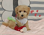 Собаки в Москве: Мальтипу Тедди девочка  Девочка, 85 000 руб. - фото 1