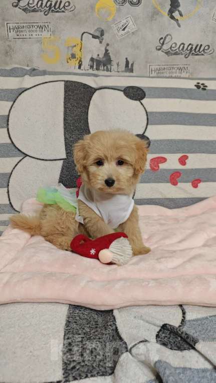 Собаки в Москве: Мальтипу Тедди девочка  Девочка, 85 000 руб. - фото 1