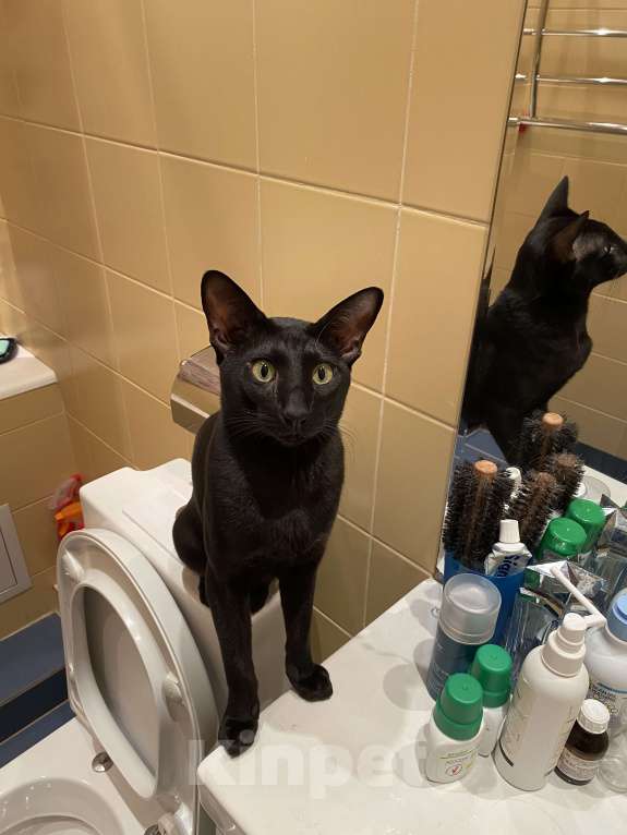 Кошки в Москве: Ориентальный 7-летний кот(тип классика - не экстремал) ищет невесту Мальчик, Бесплатно - фото 2