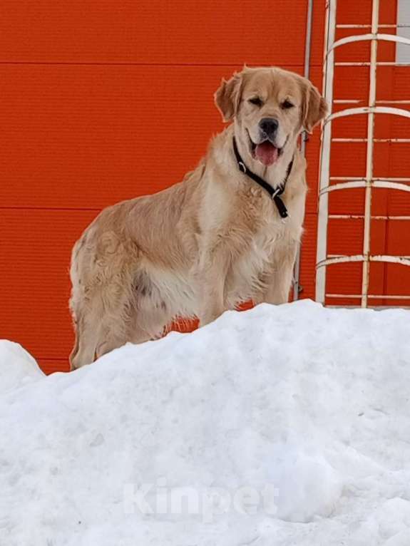 Собаки в Санкт-Петербурге: Чудесные  щенки Золотистый ретривер Мальчик, 60 000 руб. - фото 6