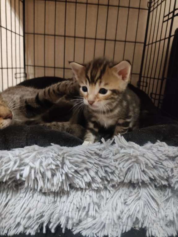 Кошки в Санкт-Петербурге: Бенгальские котята Мальчик, 7 000 руб. - фото 8