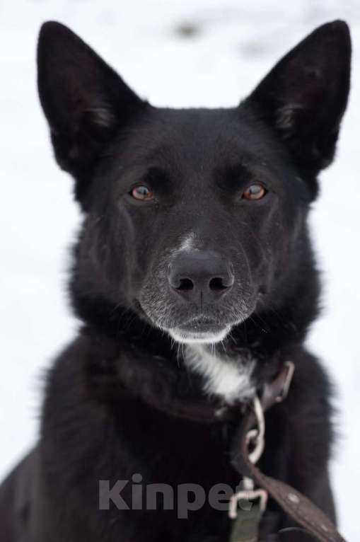 Собаки в Ногинске: Нежный Техас готов подарить сердце в обмен на любовь Мальчик, Бесплатно - фото 1