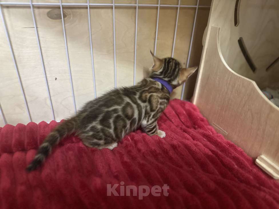 Кошки в других городах Московской области: Бенгальский котик браун Мальчик, 90 000 руб. - фото 5