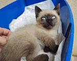 Кошки в Буденновске: Отдам милую кошечку в хорошие, добрые руки Девочка, Бесплатно - фото 1