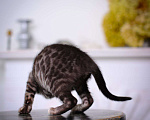 Кошки в Москве: бенгальский котенок серый серебро сильвер-дым Мальчик, 45 000 руб. - фото 4