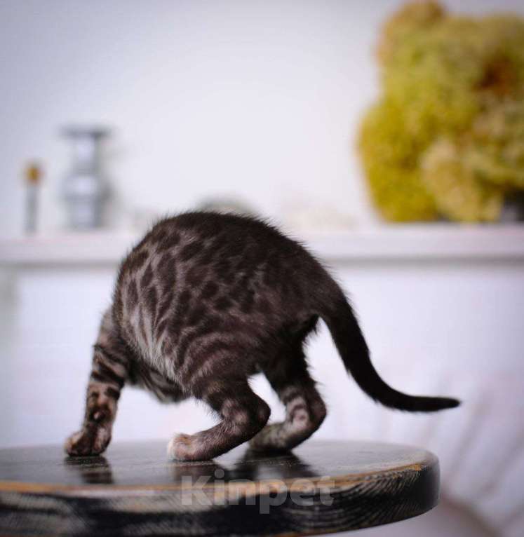 Кошки в Москве: бенгальский котенок серый серебро сильвер-дым Мальчик, 45 000 руб. - фото 4