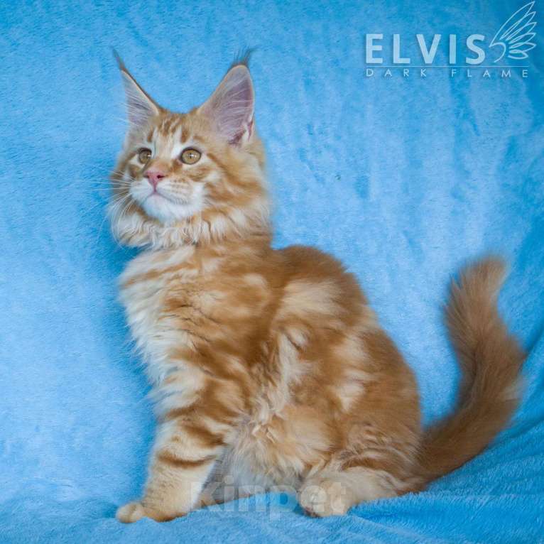 Кошки в других городах Воронежской области: Elvis: красный мраморный король С пушистой гривой Мальчик, 60 000 руб. - фото 1