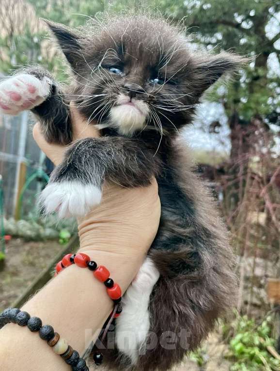 Кошки в других городах Ленинградской области: Мейн кун котенок Мальчик, Бесплатно - фото 1