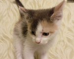 Кошки в других городах Московской области: Котенок, ласковый вопреки всему 💔 Мальчик, Бесплатно - фото 2