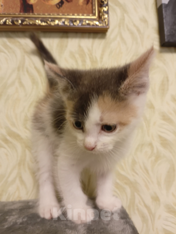 Кошки в других городах Московской области: Котенок, ласковый вопреки всему 💔 Мальчик, Бесплатно - фото 2