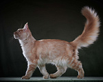 Кошки в Барнауле: Мейн-кун из питомника Мальчик, 50 000 руб. - фото 2