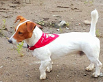 Собаки в Валуйках: Продолжаются поиски  Мальчик, 100 000 руб. - фото 2