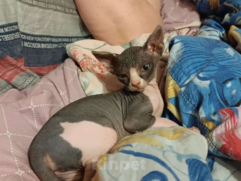 Кошки в Славянске-На-Кубани: Продаю Девочка, Бесплатно - фото 2