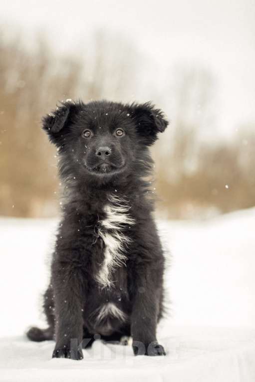 Собаки в других городах Московской области: Щенок в добрые руки Девочка, Бесплатно - фото 4