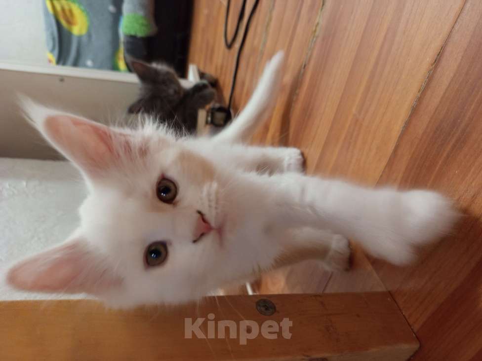 Кошки в других городах Ленинградской области: Девочка Мейн Кун polidakt Девочка, 25 000 руб. - фото 2