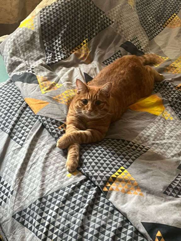 Кошки в Москве: Кот Симба в добрые руки Мальчик, Бесплатно - фото 5