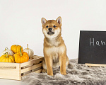 Собаки в Барнауле: Малышка Сиба Ину (Shiba Inu) Девочка, 100 000 руб. - фото 4