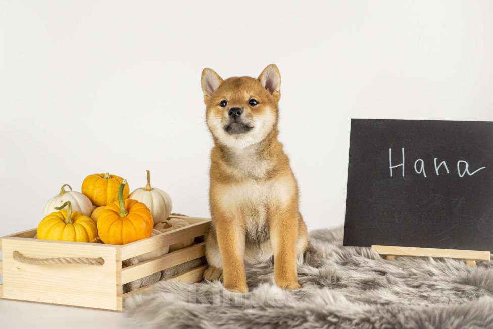 Собаки в Барнауле: Малышка Сиба Ину (Shiba Inu) Девочка, 100 000 руб. - фото 4