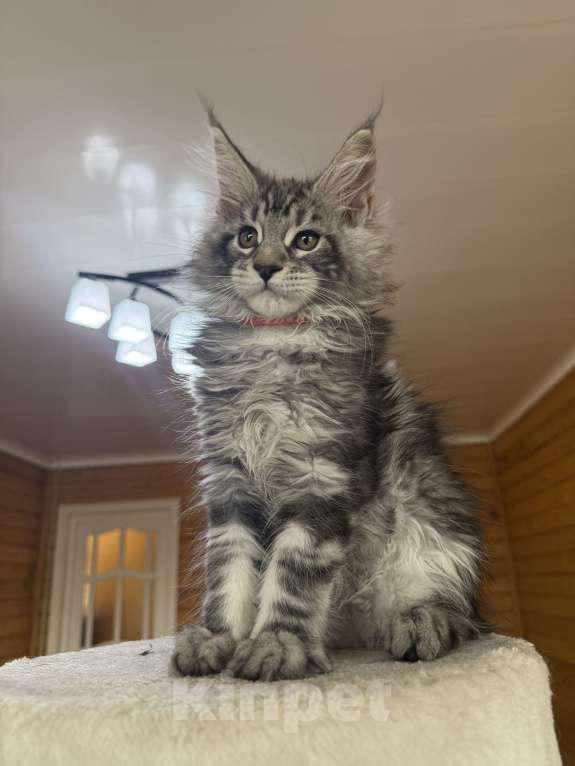 Кошки в Москве: Мейн-кун котенок Мальчик, 55 000 руб. - фото 1