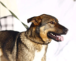 Собаки в Балашихе: Молодой добрый пёс 1,10 г. из приюта Мальчик, Бесплатно - фото 2