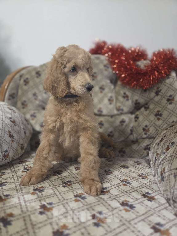 Собаки в Москве: Королевский пудель! Щенок Мальчик, Бесплатно - фото 1