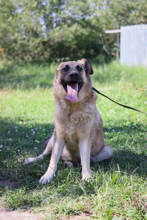 Собаки в Москве: Джейн нужен дом  Девочка, Бесплатно - фото 2