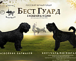 Собаки в других городах Ленинградской области: Русский черный терьер, щенки Разнополые, 80 000 руб. - фото 1
