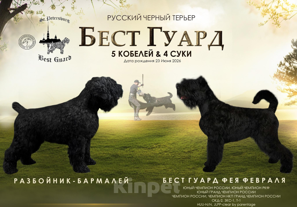 Собаки в других городах Ленинградской области: Русский черный терьер, щенки Разнополые, 80 000 руб. - фото 1