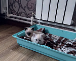 Кошки в других городах Московской области: Котята в добрые руки Разнополые, Бесплатно - фото 1