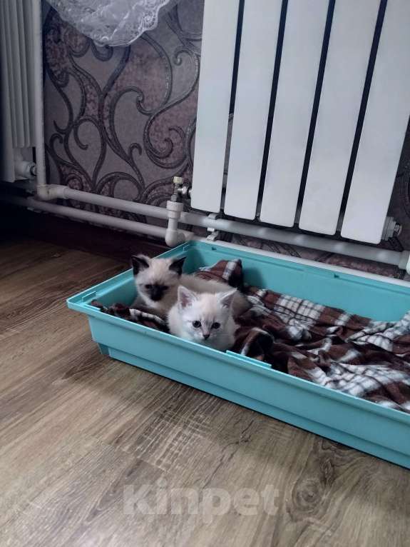 Кошки в других городах Московской области: Котята в добрые руки Разнополые, Бесплатно - фото 1