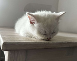 Кошки в Омске: Продажа котят шотландской породы (мальчик) Мальчик, Бесплатно - фото 1