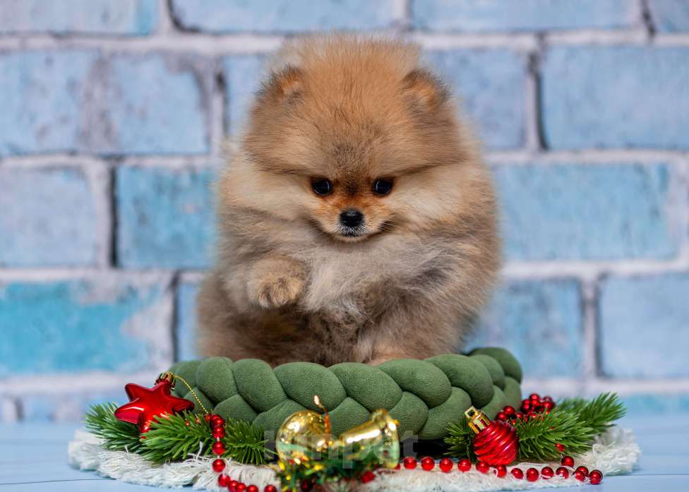 Собаки в Ульяновске: Палина Девочка, 80 000 руб. - фото 1