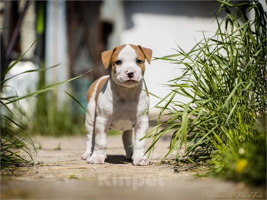Собаки в Самаре: Щенки АСТ из питомника Мальчик, 30 000 руб. - фото 9
