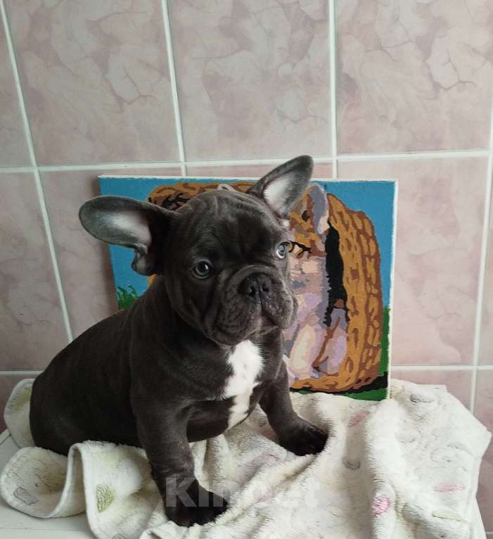 Собаки в Москве: Красивый мальчик французский бульдог. Мальчик, 60 000 руб. - фото 2