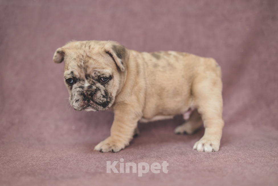 Собаки в Москве: Плюшевый малыш французский бульдог  Мальчик, 150 000 руб. - фото 4