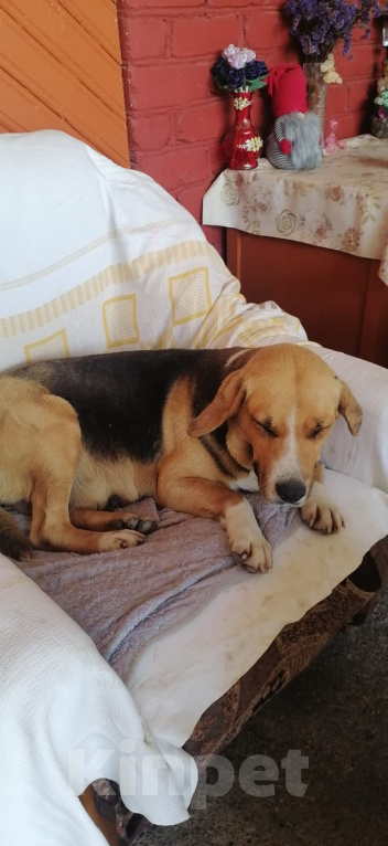 Собаки в Москве: Мама-собака и её малыши ищут дом!🐶❤️ Девочка, Бесплатно - фото 2