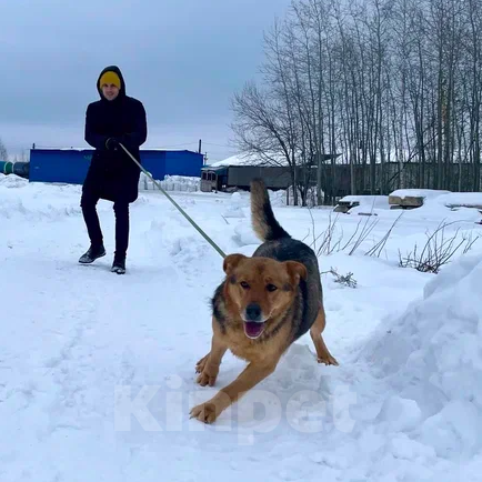 Собаки в Ярославле: Виндизель ждет Вас в приюте! Мальчик, Бесплатно - фото 4