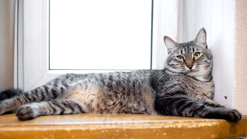 Кошки в Москве: Полосатый ласковый кот Шпрот в добрые руки Мальчик, 1 руб. - фото 10