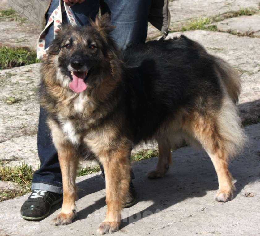 Собаки в Москве: Небольшая, ласковая, пушистенькая Люся очень ждет тебя- родной человек! Девочка, Бесплатно - фото 6