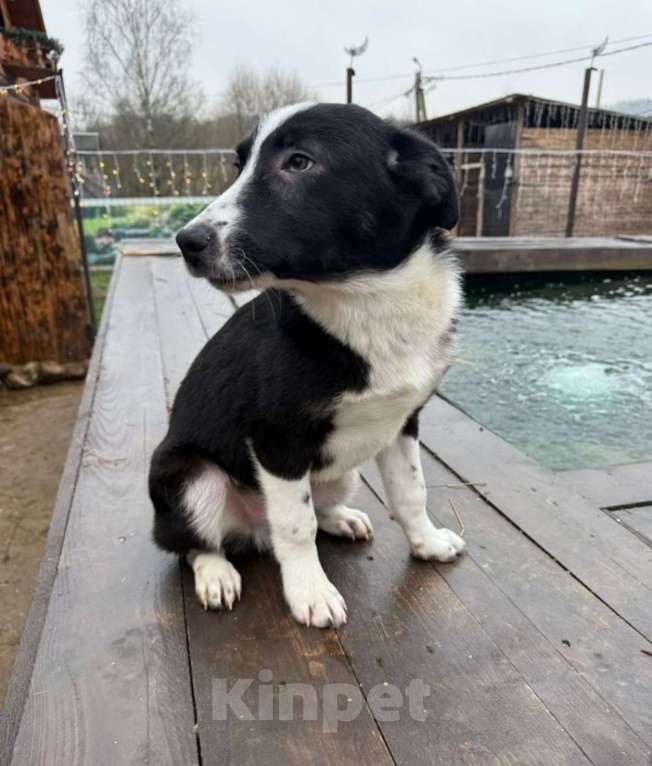 Собаки в других городах Владимирской области: Малышка Майя очень ждет своих родителей Девочка, Бесплатно - фото 3