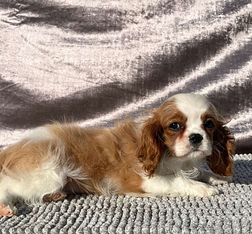 БЕСТ ИЛРЕАН ЛАРРИ