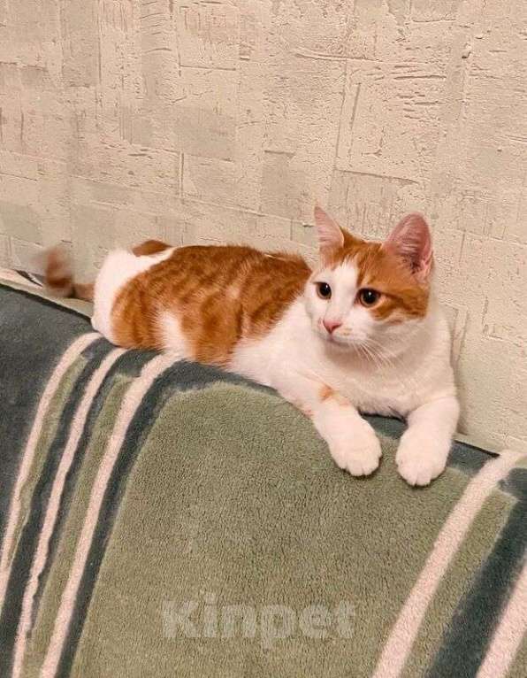 Кошки в Москве: Рыжий кот, молодой Рыжун в добрые руки Мальчик, 1 руб. - фото 5